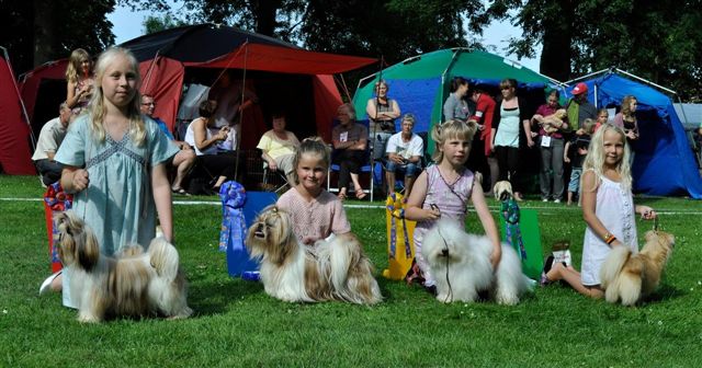 Shih Tzu Danmark - Grenaa